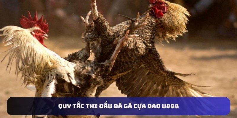 Quy tắc thi đấu đá gà cựa dao U888